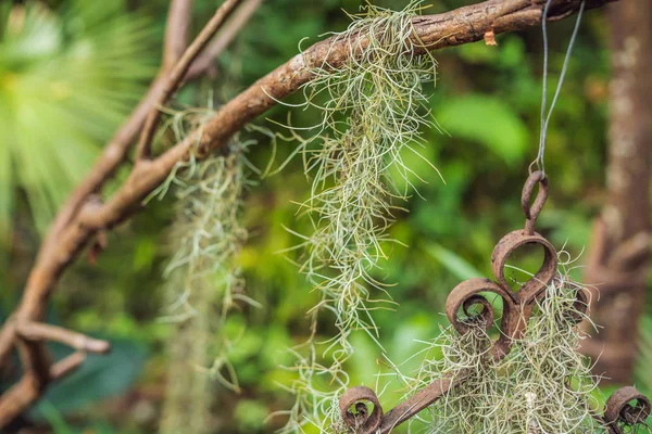 Arka plan için retro tarzı İspanyol yosun. 