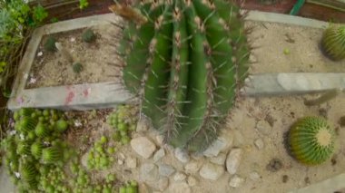 kaktüsler, kaktüs Bölgesi'nde bir botanik bahçesi Pennang, Malezya