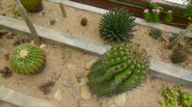 kaktüsler, kaktüs Bölgesi'nde bir botanik bahçesi Pennang, Malezya