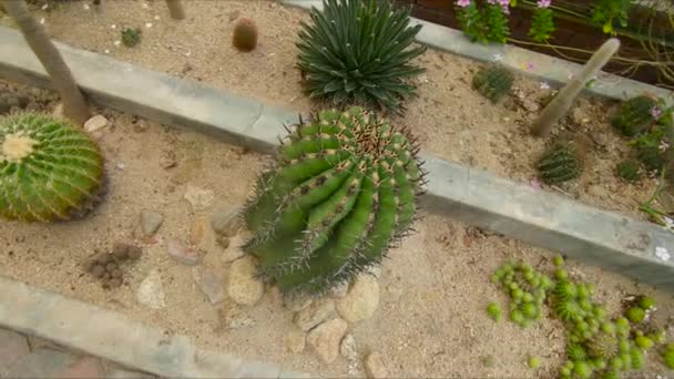 O cactos, zona de cacto em um jardim botânico de Pennang, Malásia — Vídeo de Stock