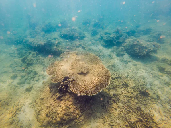 サンゴと熱帯魚と素晴らしいと美しい水中世界 — ストック写真