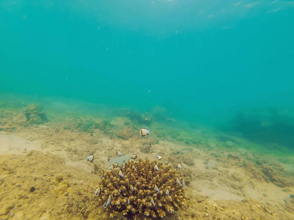 Underbar Och Vacker Undervattensvärld Med Koraller Och Tropiska Fiskar — Stockfoto