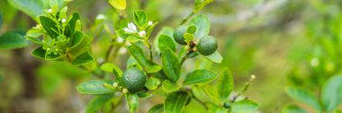 Yeşil bir ağaç üzerinde limonu. Kireç 3-6 santimetre çapında ve asitli suyu veziküller içeren genellikle yuvarlaktır bir melez Narenciye meyve vardır. Limes vitamin C. Banner uzun biçimde mükemmel kaynağıdır