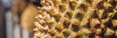 Asya altın durian meyvesi. Durian, altın boya ile boyanmış. Başlık uzun biçimi