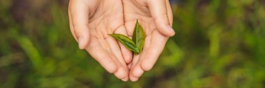Childs'ın eller için ürün, seçili, doğal çay plantasyon, çay yaprakları taze çay yaprakları çay çiftlik Cameron Highlands, Malezya afiş uzun biçimde tespit
