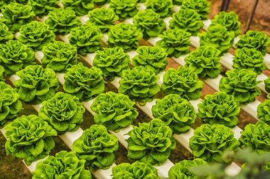 Taze marul yaprakları, portre. Ekmeğiiçine marul salata bitki, hydroponic sebze bırakır. Organik gıda, tarım ve hydroponic kavramı.
