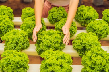 Salata bakım elinde. Hydroponic sebzeler salata çiftlik. Büyüyen bitkiler sebze salatası grupta, susuz toprak Hydroponics yöntemi. Hydroponic marul hydroponic boru