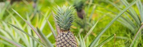 Pineapple Tropical Ripe Fruit Growing Garden Banner Long Format — Stock Photo, Image