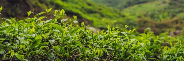 Зеленые Чайные Бутоны Свежие Листья Чайные Плантации Баннер — стоковое фото