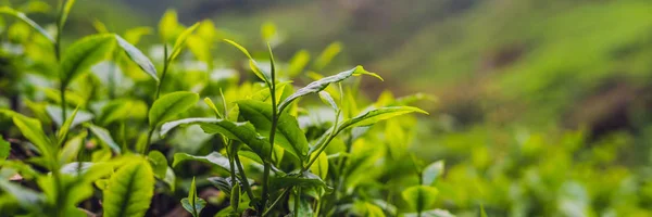 Зелений Чай Бутонів Свіже Листя Чайні Плантації Банер — стокове фото