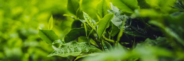 Зелений Чай Бутонів Свіже Листя Чайні Плантації Банер — стокове фото