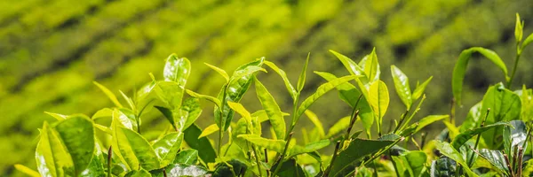 Zöld Tea Rügyek Friss Levelek Tea Ültetvényeket Banner — Stock Fotó