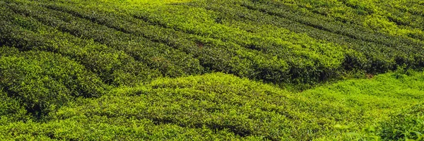Erstaunliche Landschaft Blick Auf Teeplantage Bei Sonnenuntergang Sonnenaufgang Zeit Natur — Stockfoto