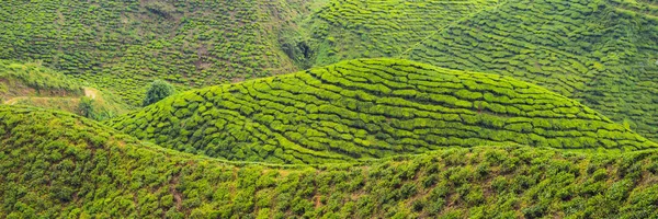 Prachtig Uitzicht Van Het Landschap Van Thee Plantage Zonsondergang Zonsopgang — Stockfoto