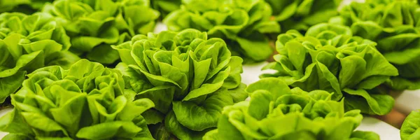 Fresh lettuce leaves, closeup. Butterhead Lettuce salad plant, hydroponic vegetable leaves. Organic food ,agriculture and hydroponic concept.