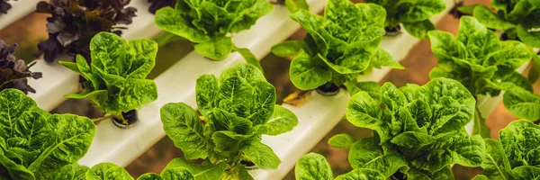 Verse Sla Bladeren Close Butterhead Sla Salade Plant Hydroponic Plantaardige — Stockfoto