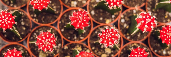 Cacti Background Pattern Small Cacti Pots — Stock Photo, Image