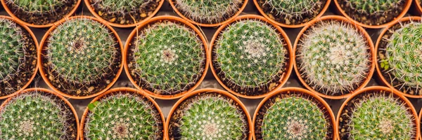 Modello Sfondo Cacti Piccoli Cactus Vaso — Foto Stock