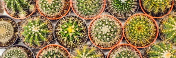 Cacti background pattern. Small cacti in pots.