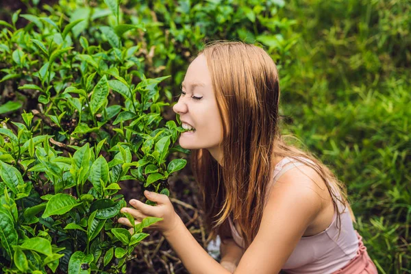 Bir çay plantasyon adlı kadın turist. Doğal seçili, taze çay çay çiftlik Cameron Highlands, Malezya bırakır. Eko-turizm kavramı