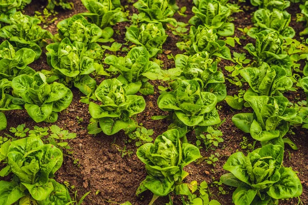 Butterhead sla salade plantage, groene biologische plantaardige verlaat — Stockfoto