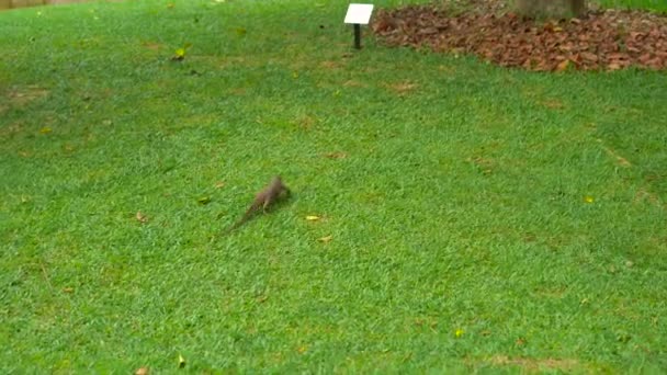 Waranechse auf einer Wiese in einem tropischen Park — Stockvideo