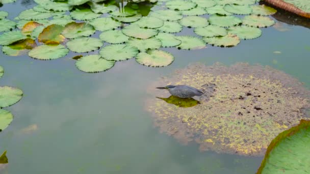 Tropical Bird Sitting Huge Water Lily Pond — Stock Video