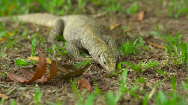 Tropikal bir parkta bir çayır üzerinde varan kertenkele — Stok video