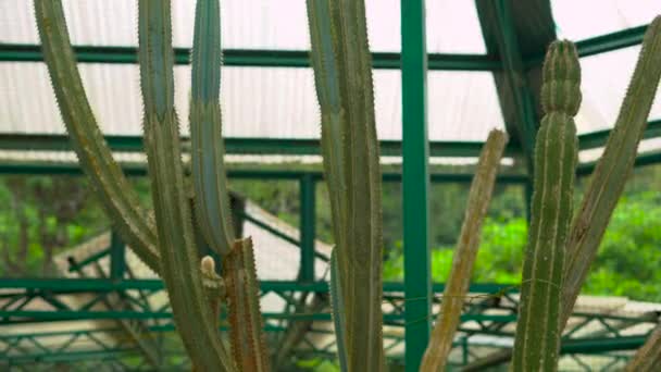 Különböző Típusú Kaktuszok Kaktuszok Szakaszában Botanikus Kert — Stock videók