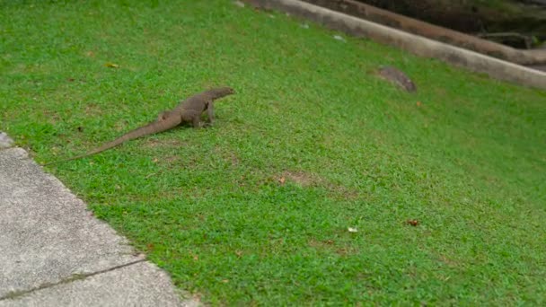 Lizard varan na louce v tropickém parku — Stock video