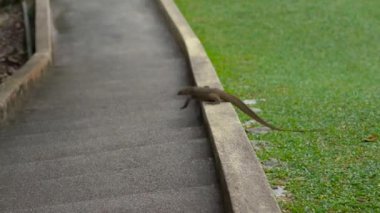 Merdivenlerde tırmanma sonra tropikal parkta çalıların arasında saklanıyor varan kertenkele