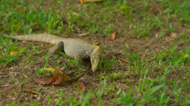 tropikal bir parkta bir çayır üzerinde varan kertenkele