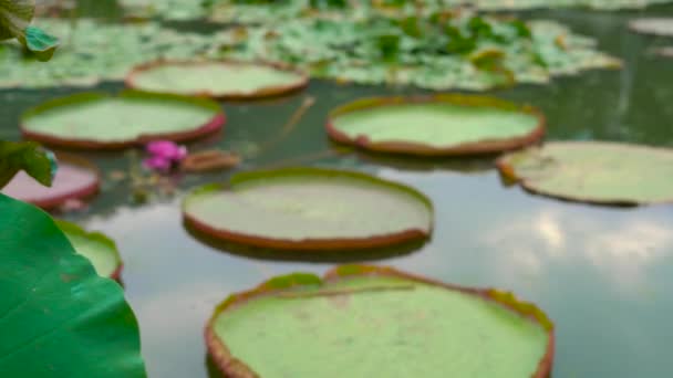 Enormes Lirios Agua Flor Estanque Parque Tropical — Vídeos de Stock