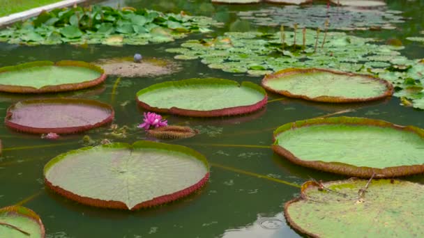 Jonge vrouw en haar zoon kijken naar enorme bloei water lily lotussen in een tropisch park — Stockvideo