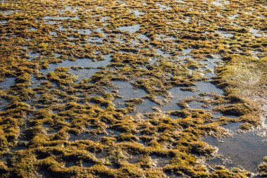 Deniz gelgit yosun kaplı kayalık plaj, Bali, Endonezya.