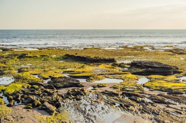 Deniz gelgit yosun kaplı kayalık plaj, Bali, Endonezya.