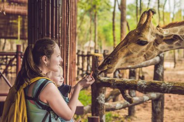 Mutlu anne ve oğul hayvanat bahçesinde zürafayı izleyip besliyor. Mutlu bir aile sıcak yaz gününde hayvanlarla safari parkında eğleniyor..