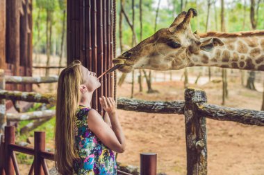 Hayvanat bahçesinde zürafayı seyreden ve besleyen mutlu genç bir kadın. Mutlu genç bir kadın sıcak yaz gününde hayvanlarla safari parkında eğleniyor..