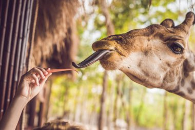 Hayvanat bahçesinde zürafayı seyreden ve besleyen mutlu genç bir kadın. Mutlu genç bir kadın sıcak yaz gününde hayvanlarla safari parkında eğleniyor..