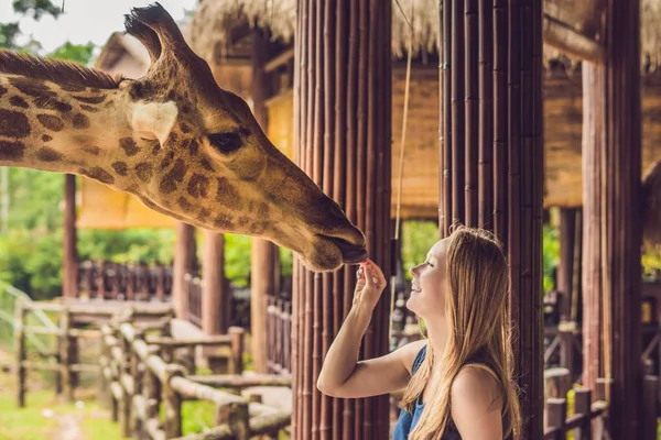Happy young woman watching and feeding giraffe in zoo. Happy young woman having fun with animals safari park on warm summer day.
