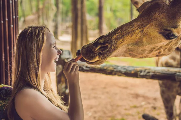 Happy Young Woman Watching Feeding Giraffe Zoo Happy Young Woman — Stock Photo, Image