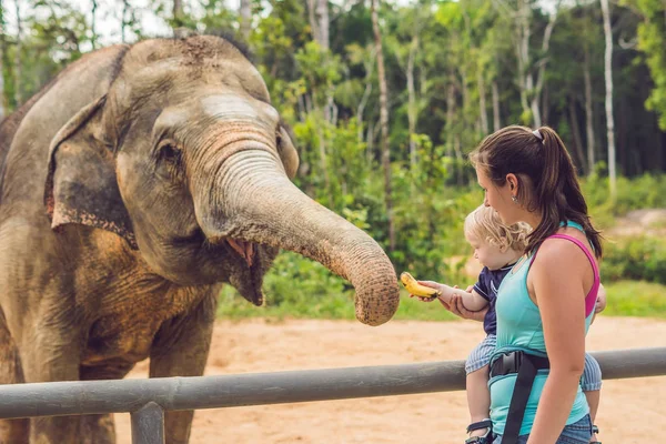 Mom and son feed the elephant at the zoo
