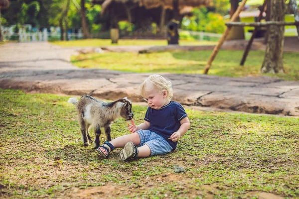 Petit garçon mignon nourrit une petite chèvre nouveau-née — Photo