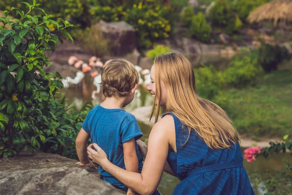 Máma a syn se díváte na hejno ptáků plameňáků na rybník — Stock fotografie