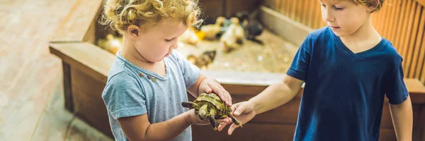 Toddlers Boy Girl Caresses Playing Turtle Petting Zoo Concept Sustainability — Stock Photo, Image