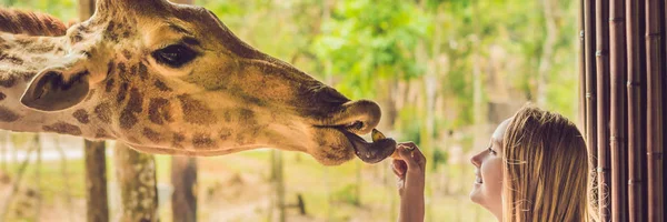 Mutlu Genç Kadın Izliyor Hayvanat Bahçesinde Zürafa Besleme — Stok fotoğraf