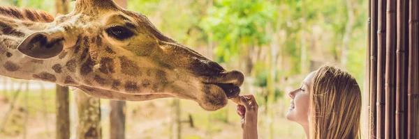Happy Young Woman Watching Feeding Giraffe Zoo — Stock Photo, Image