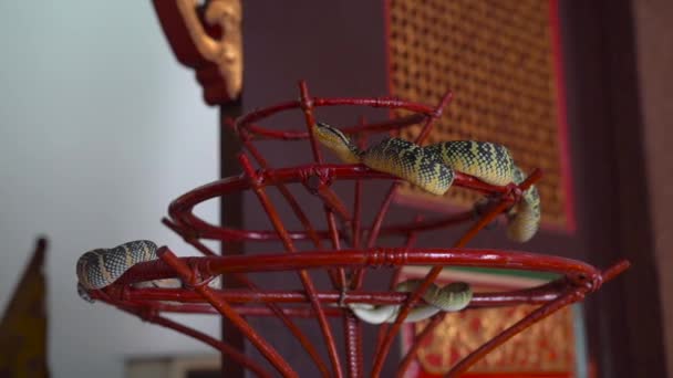 Zavřít Pohled Malých Hadů Relaxační Krytý Červený Stojan — Stock video