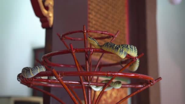 Vista Cercana Pequeñas Serpientes Relajándose Stand Rojo Interior — Vídeos de Stock