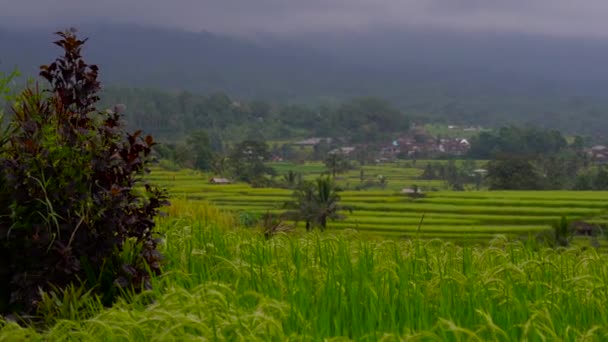 Observing View Fresh Rice Fields — Stock Video